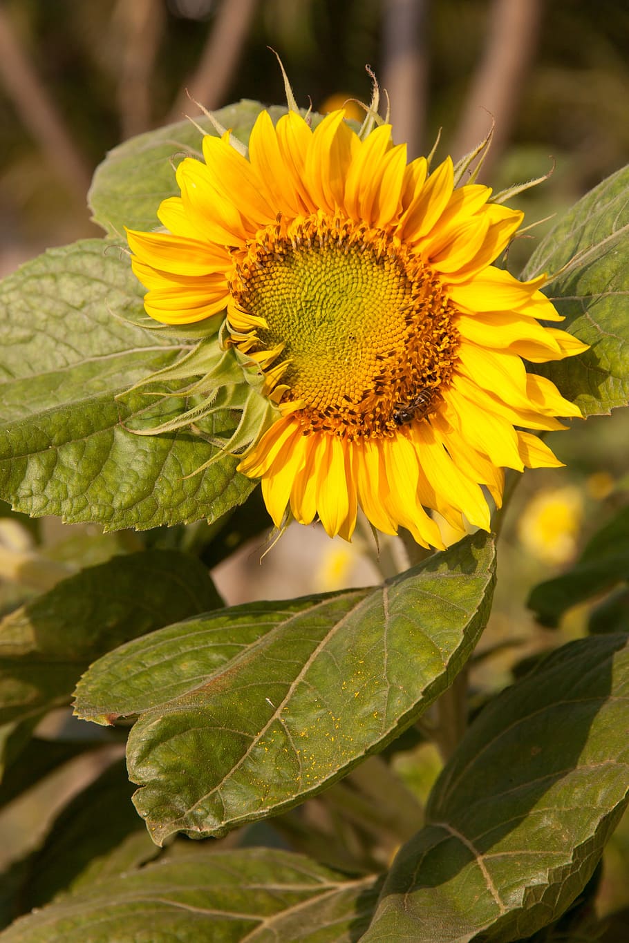 Sunflower, Bee, Yellow, Green, bright, nature, autumn leaves HD wallpaper