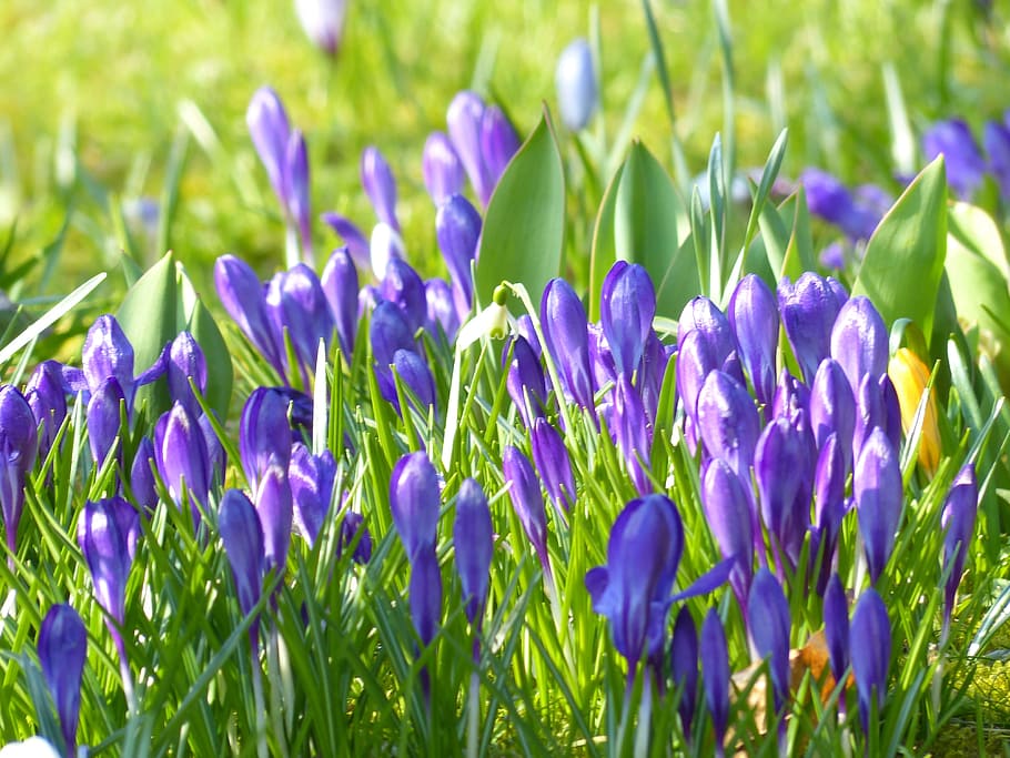 crocus, yellow, purple, violet, blue, bloom, blossom, plant HD wallpaper