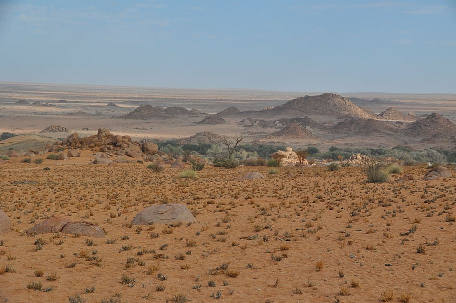 namibia, desert, travel, landscape, nature, day, animals in the wild HD wallpaper