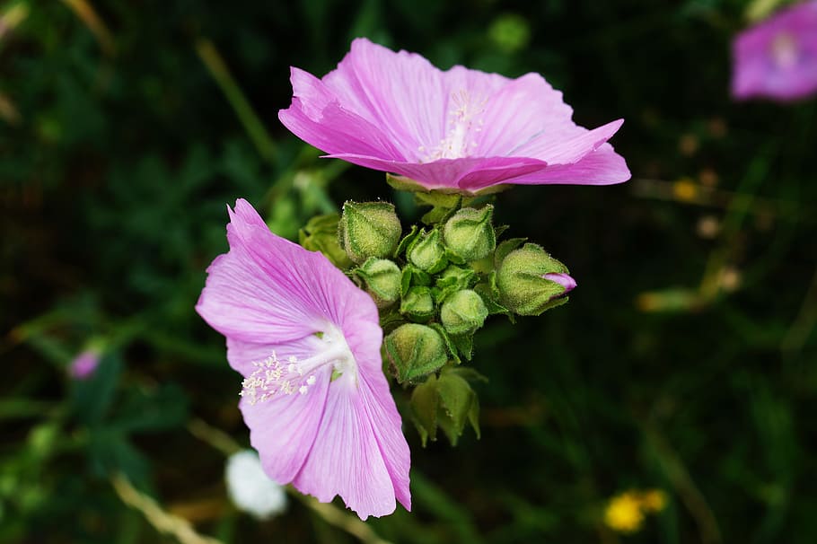 nature, flowers, petals, plant, bloom, blooming, blossom, blur HD wallpaper