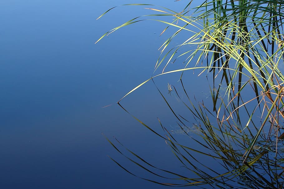 pond, water, cane, plant, nature, blue, sky, growth, no people HD wallpaper