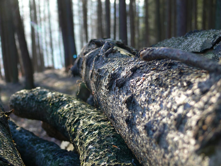 log, lying, bark, forest, close up, timber, wood, holzstapel HD wallpaper