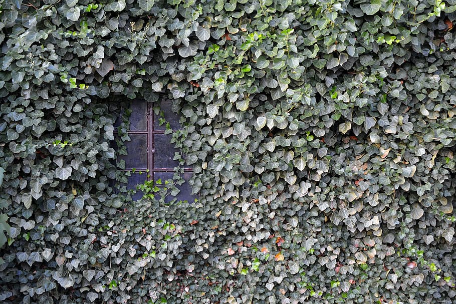brown windowpane covered with green leafed plants, ivy, wall HD wallpaper