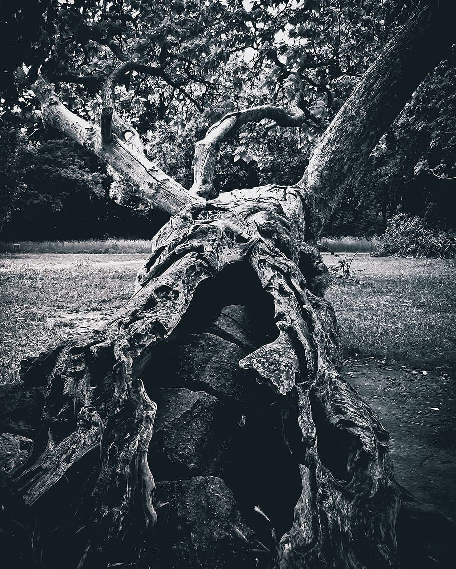tree, dark, mystical, aesthetic, landscape, threatening, gloomy HD wallpaper