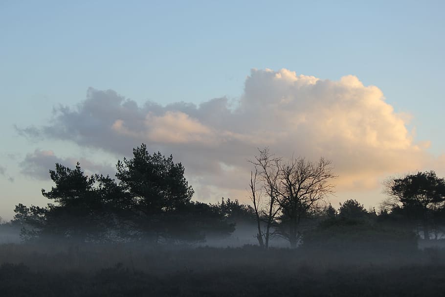 forest, clouds, veluwe, landscape, tree, plant, tranquility HD wallpaper