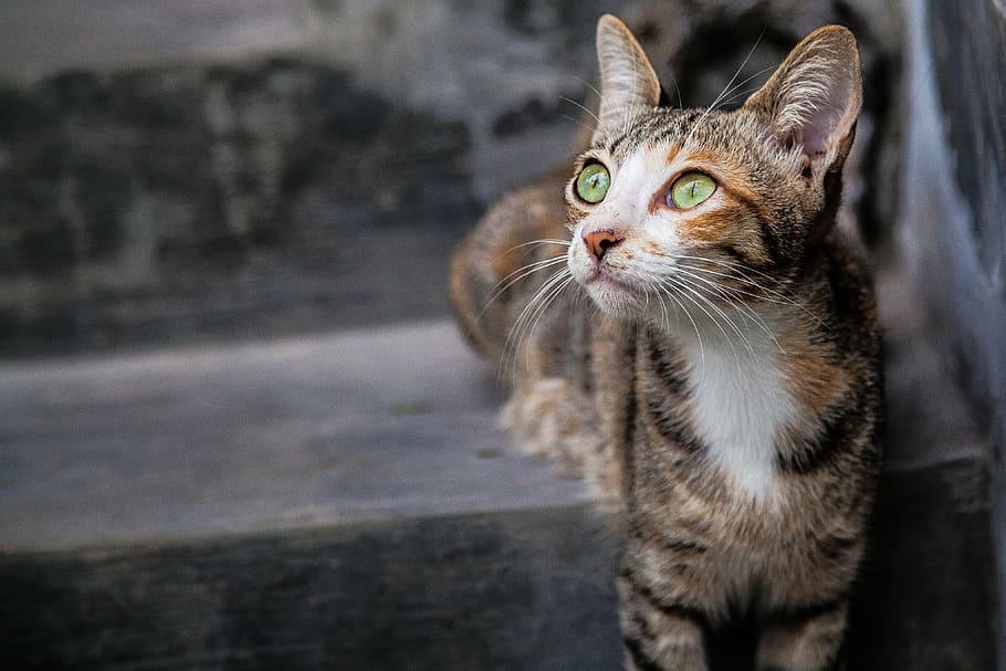 orange tabby cat at stair, jade, eye, pose, pet, cute, animal HD wallpaper