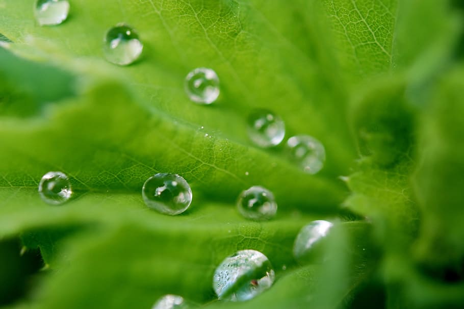 Leaf, Drops, Water, Droplets, Nature, freshness, wet, rain HD wallpaper