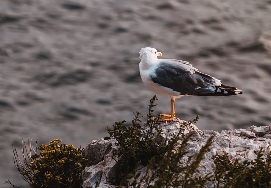adler, bird, wildlife, animal, natural, nature, outdoors, animal themes HD wallpaper