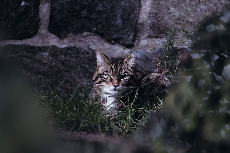 selective focus photography of brown cat, gray tabby cat near gray wall HD wallpaper