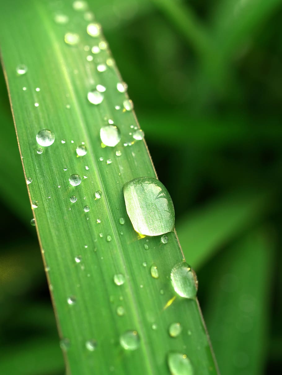 Water, Drops, Leaf, Grass, Green, Dew, rain, closeup, life, HD wallpaper