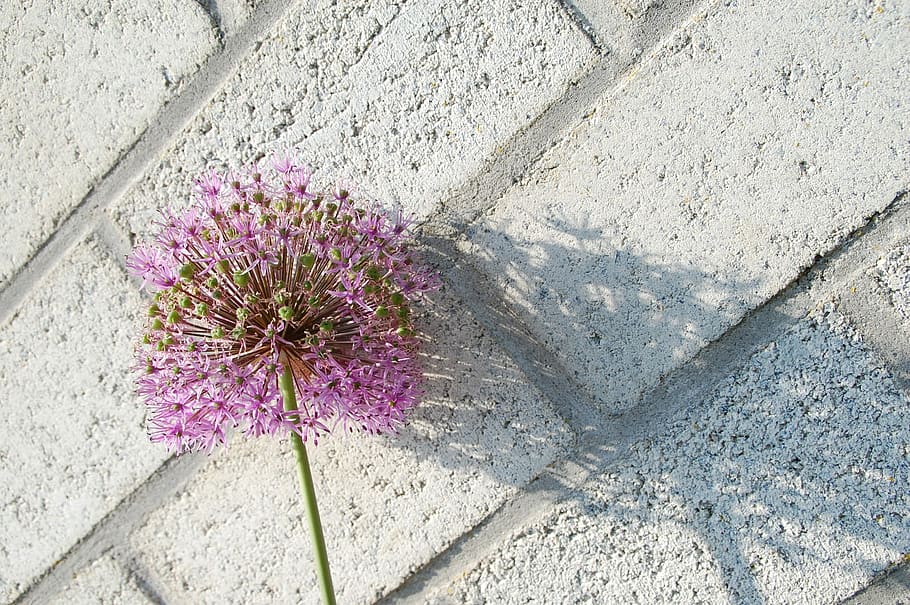 Shadow, Flower, Light, fragility, nature, purple, freshness HD wallpaper