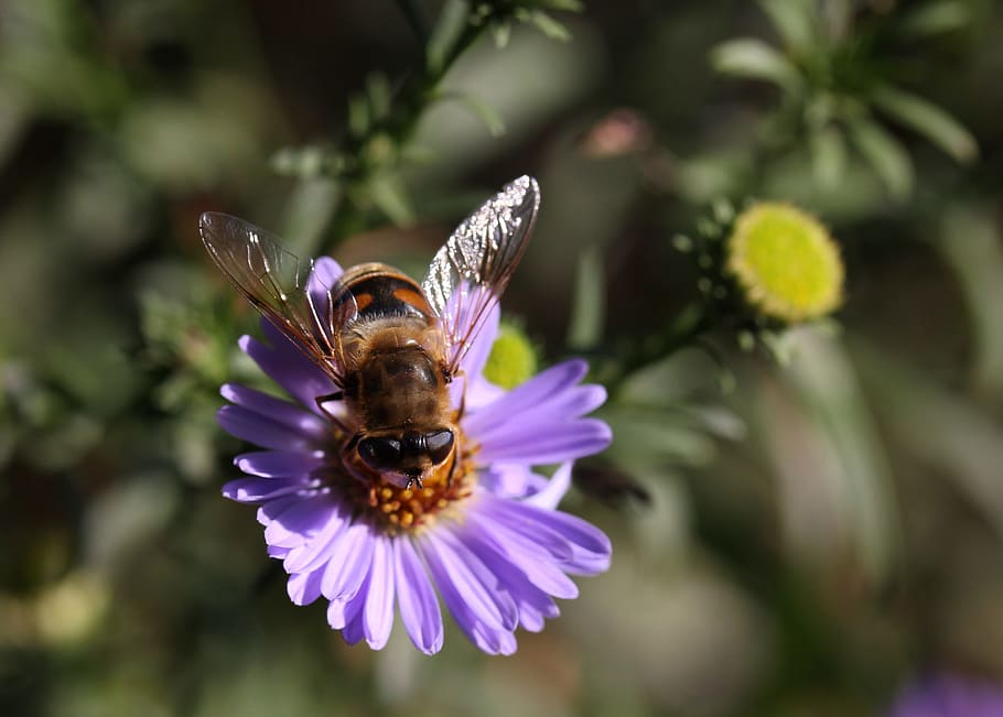 bee, flower, mov, insecta, pollination, flowering plant, animal themes HD wallpaper