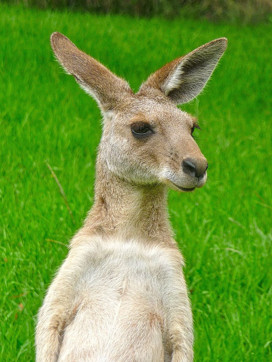 kangaroo, expression, cute, face, frontal, portrait, grass HD wallpaper