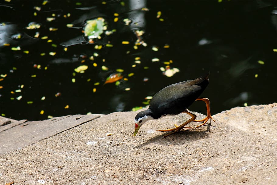 Bird, Fly, Wings, Feather, Wildlife, beak, dom, outdoor, avian HD wallpaper