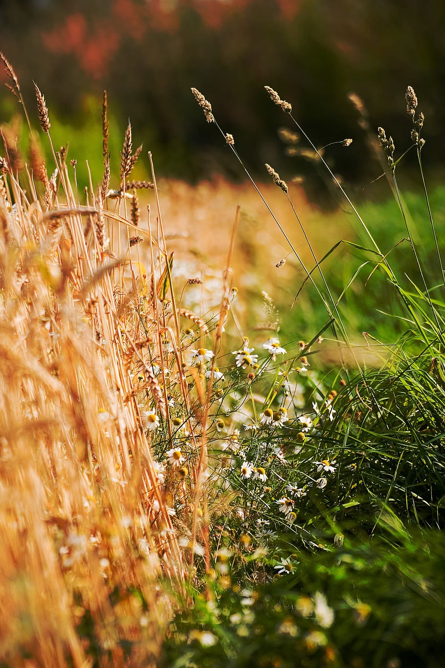Chamomile, Herb, Field, Plant, summer, meadow, blades of grass HD wallpaper