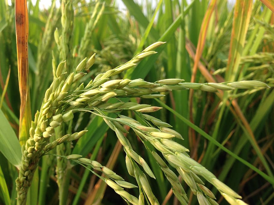 HD rice field wallpapers | Peakpx