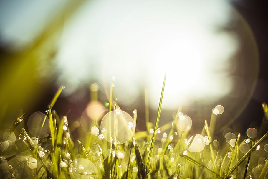 Morning Dew Grass, green, nature, summer, meadow, green Color, HD wallpaper