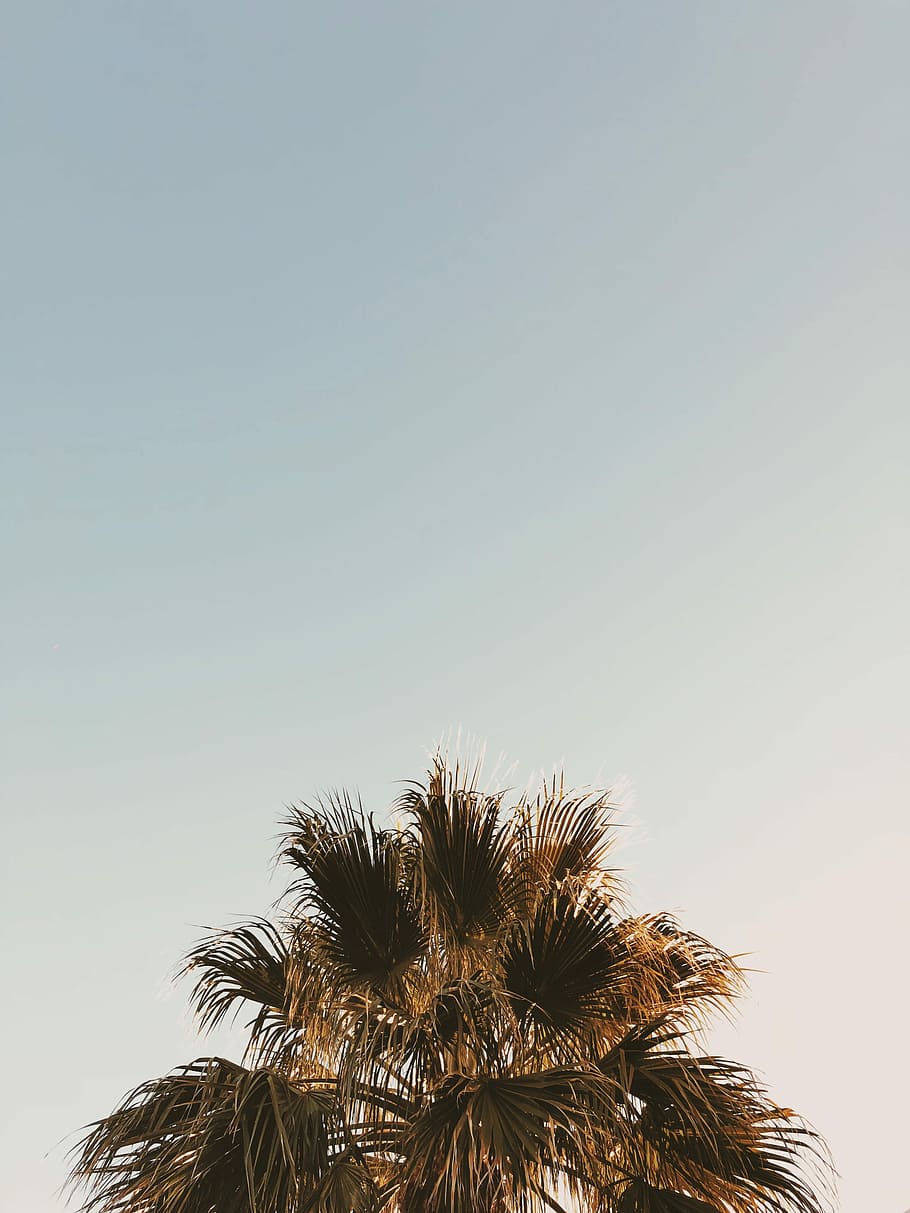 palm tree at daytime, photo of green leafed tree, sky, summer HD wallpaper