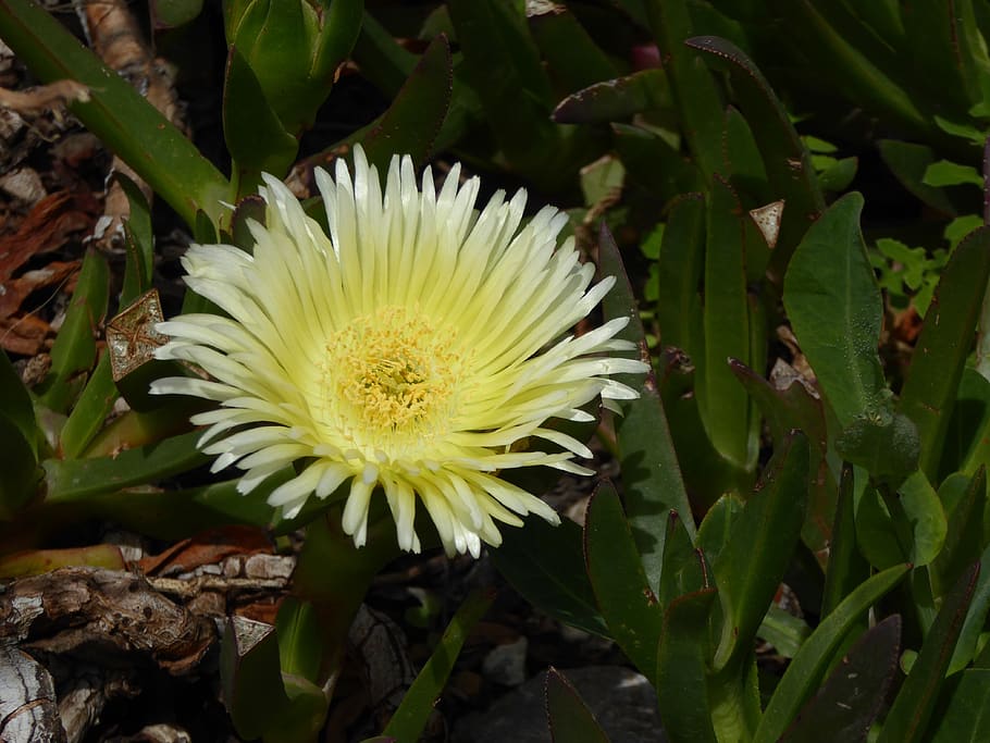 flower, nature, yellow, plant, growth, flowering plant, beauty in nature HD wallpaper