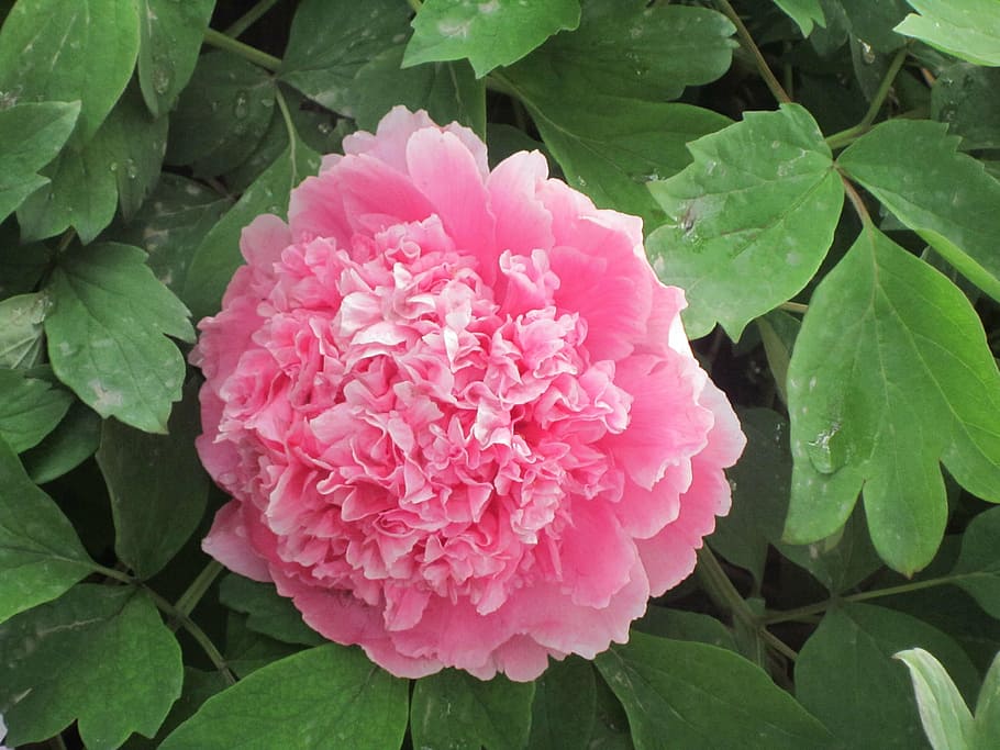 peony, flowers, nature, pink Color, petal, plant, leaf, red HD wallpaper