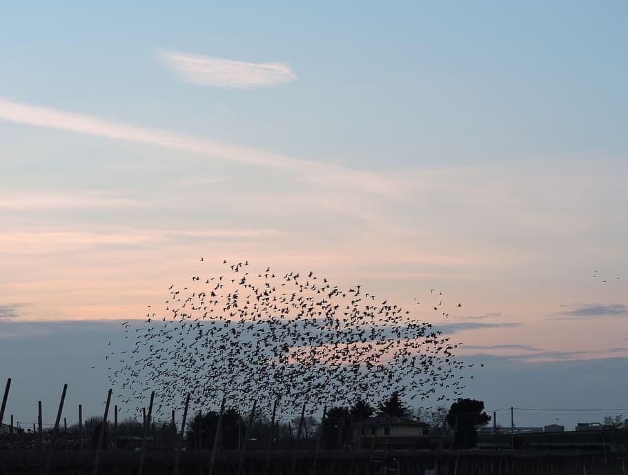 birds, flock, sky, animals, sunset, clouds, cloud - sky, large group of animals HD wallpaper
