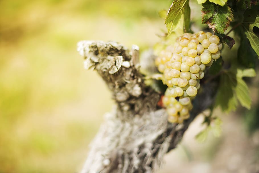 white grapes on tree, vineyard, fruit, wine, green, food, plant HD wallpaper