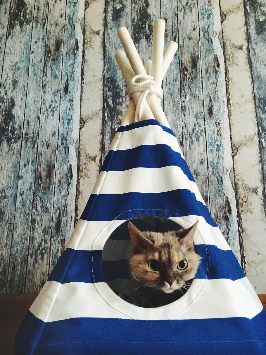 brown cat inside the blue and white mini tent, wigwam, tree, boards, HD wallpaper