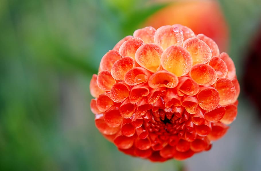 Flower, Nature, Macro, Floral, red, blossom, color, petal, garden HD wallpaper