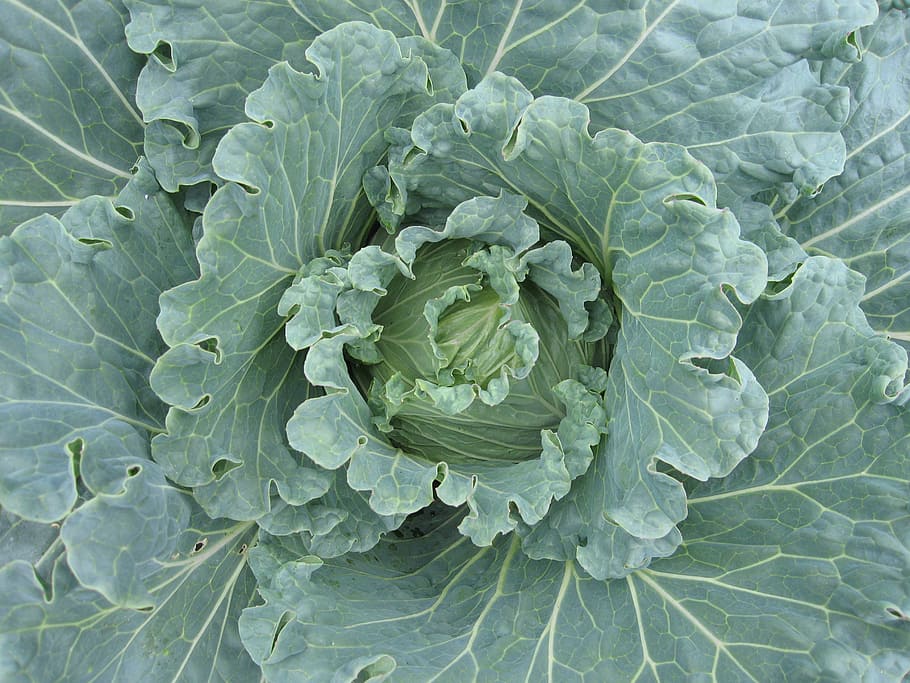 cabbage, brassica, vegetable, organic, plant, green, food, grow HD wallpaper