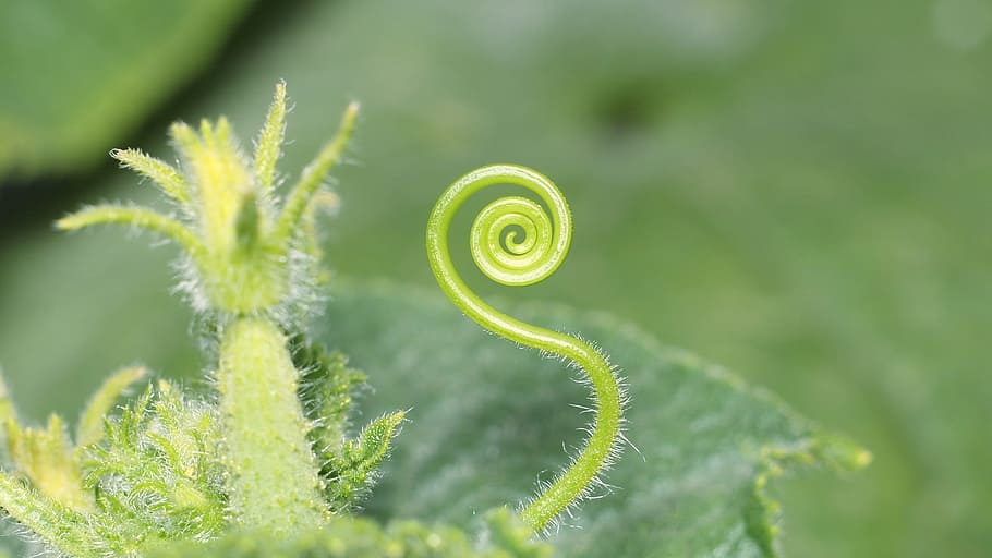 sheet, plant, nature, background, garden, green color, growth HD wallpaper
