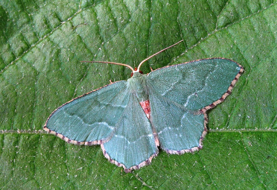 green moth on green leaf, close up, nature, insect, macro, bug HD wallpaper