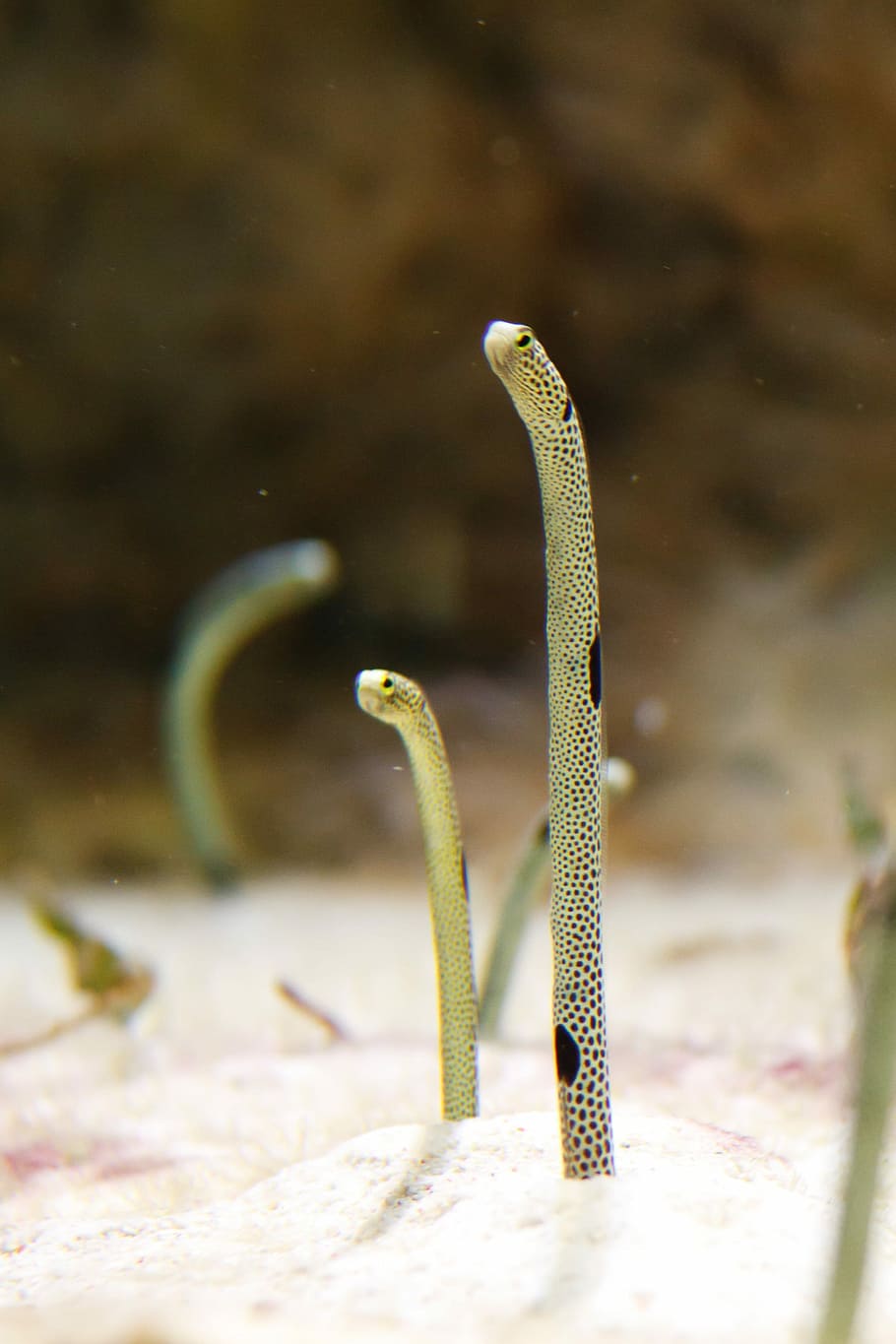 Aquarium, Colorful, Eel, Environment, marine, ocean, sand, sea HD wallpaper