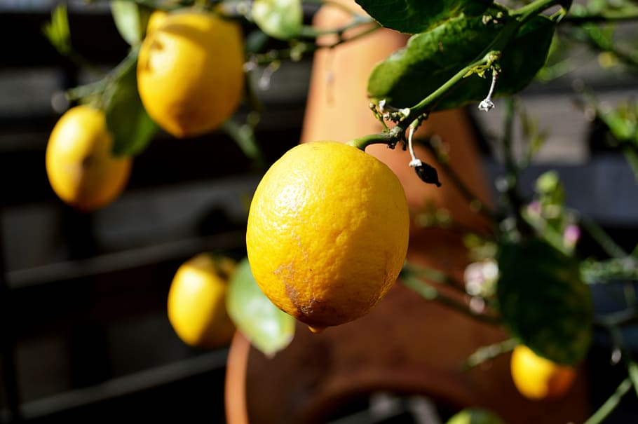 lemon, tree, fruit, citrus, food, ripe, fresh, organic, yellow HD wallpaper