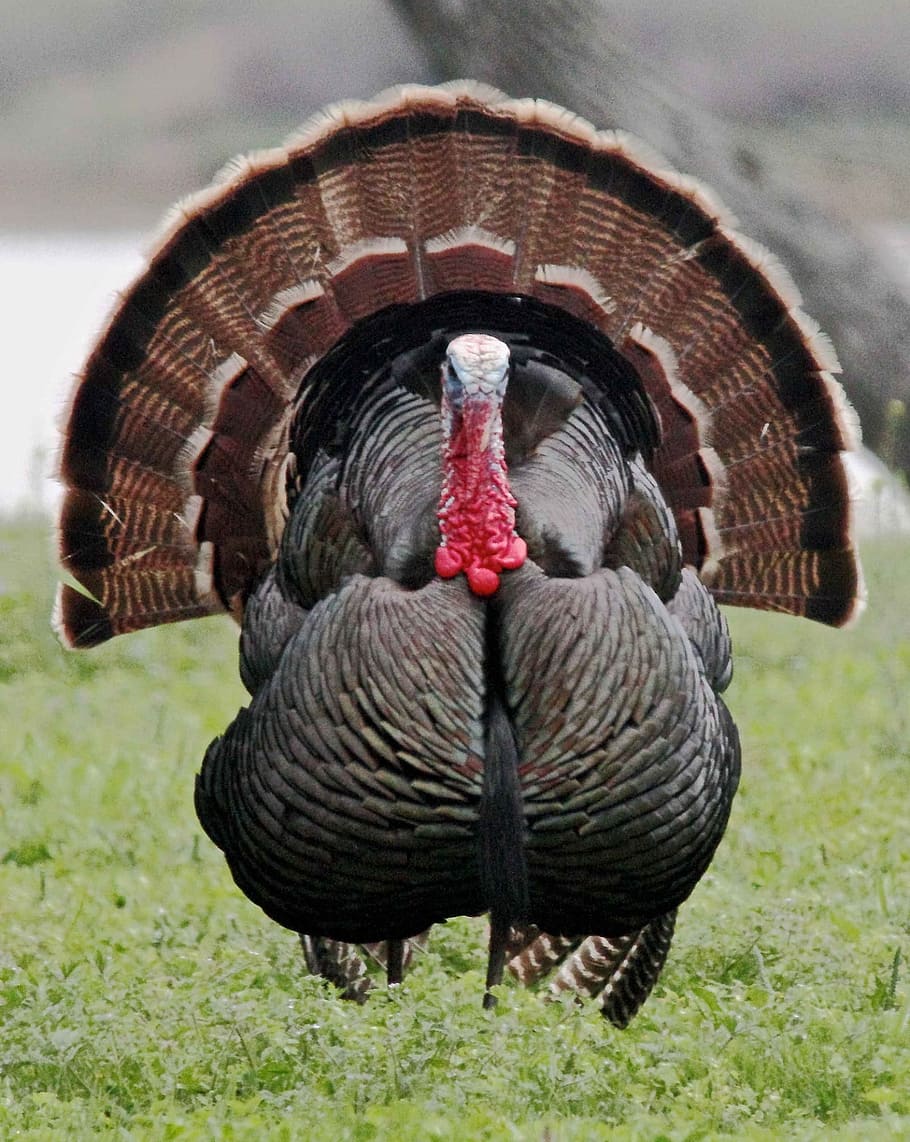 HD wallpaper: gray and brown turkey, wild turkey, male, bird, close up,  portrait | Wallpaper Flare