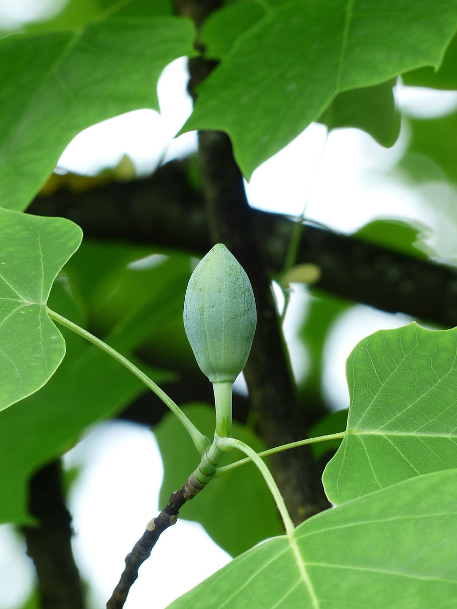 tulip tree, bud, go up, growth, liriodendron tulipifera, magnoliengewaechs HD wallpaper