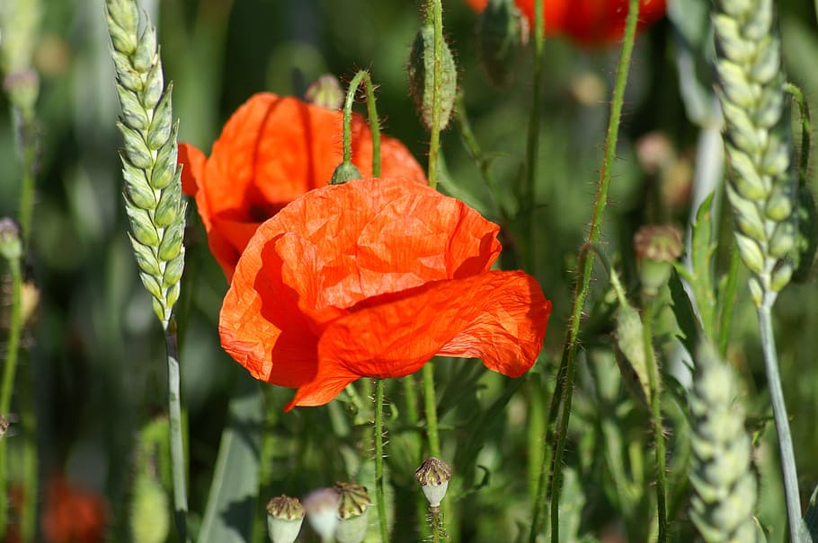poppy, brightly colored, spring, flower, nature, field, garden HD wallpaper