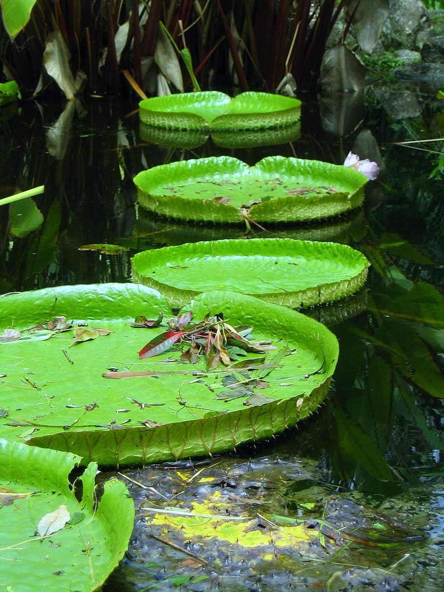 Online crop | HD wallpaper: lily, pad, pond, water, plant, natural