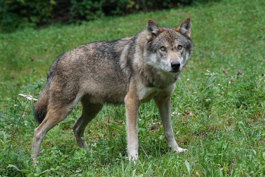 photo of brown wolf on green grass, Czechoslovakian Wolfdog, predator, HD wallpaper