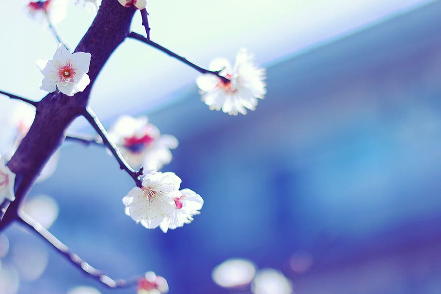 white petaled flowers at daytime in selective focus photography HD wallpaper