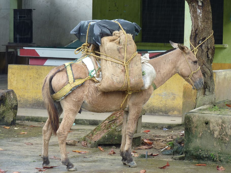 loading, market, pack, colombia, donkey, domestic animals, mammal HD wallpaper