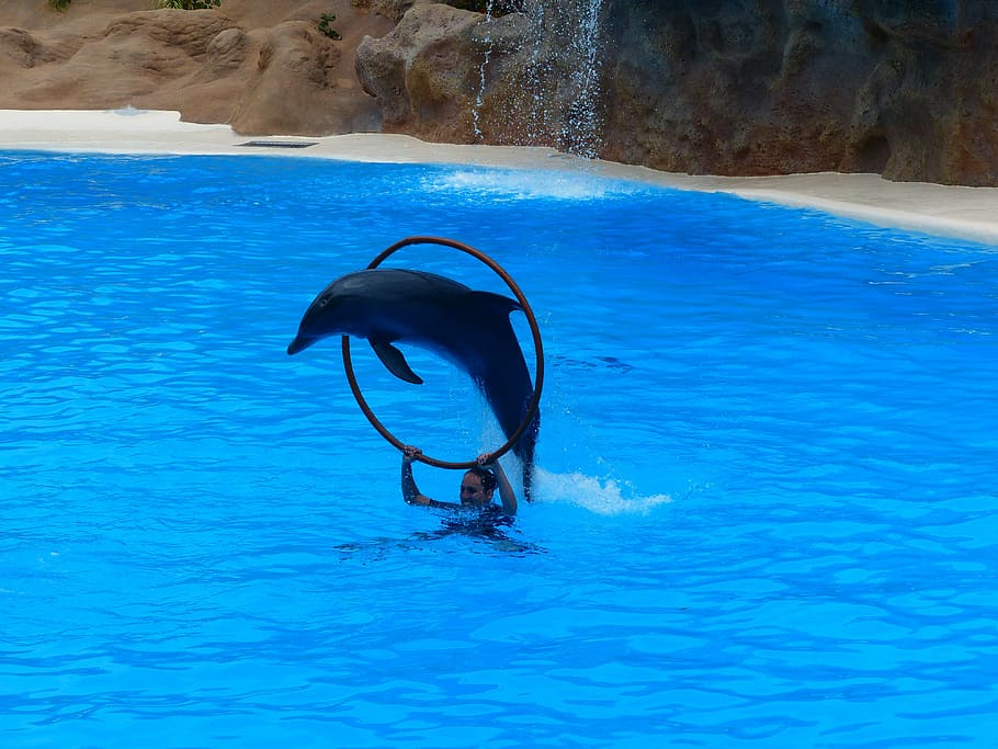 dolphin, jump, ring, jump through, artistry, dolphin show, demonstration HD wallpaper