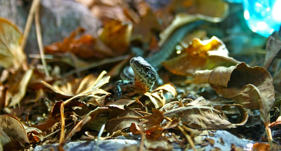lizard, foliage, macro, reptile, wild, wildlife, leaf, reptilian HD wallpaper