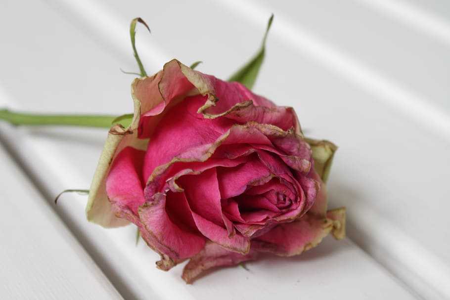 rose, pink, withered bloom, flower, freshness, flowering plant HD wallpaper