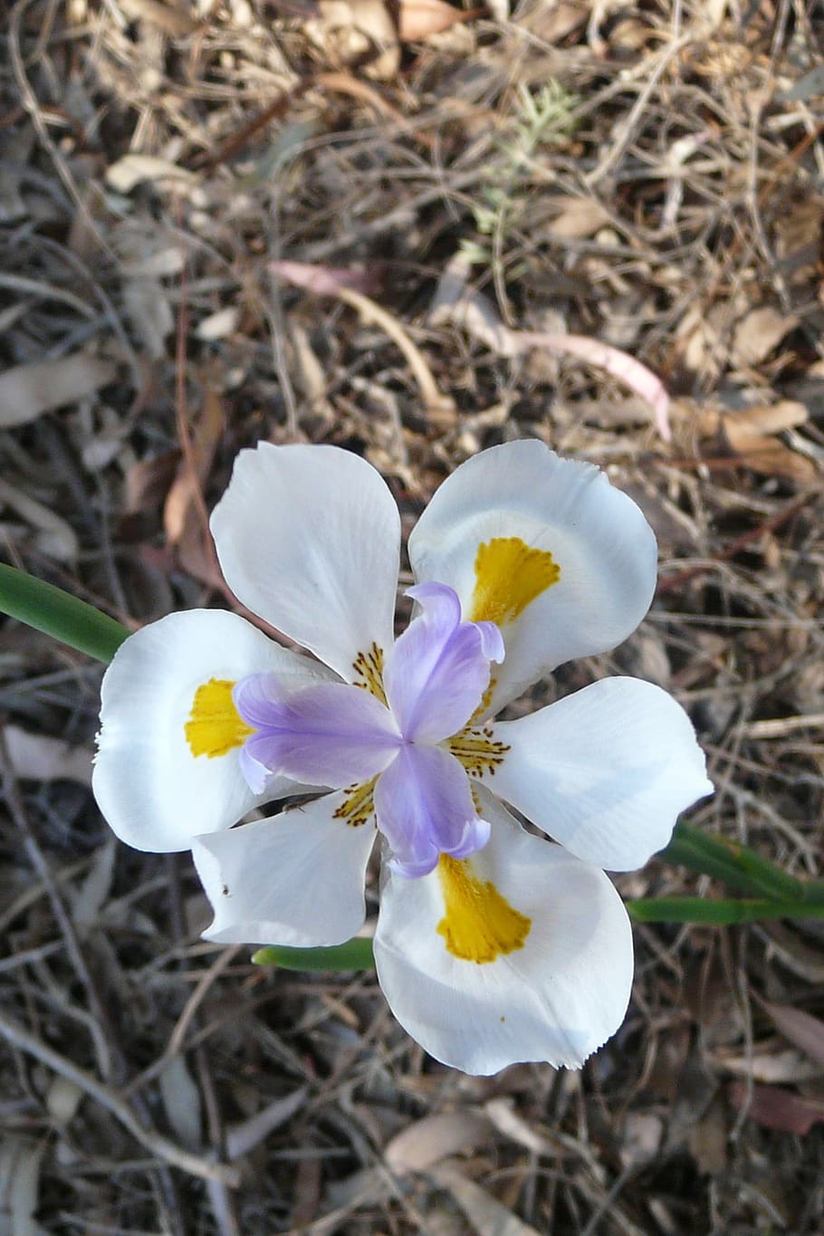 flower, iris, spring, nature, bloom, flowering plant, vulnerability HD wallpaper