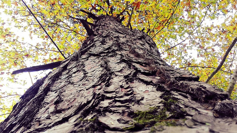 tree, shell, body, tree trunk, plant, nature, growth, bark HD wallpaper