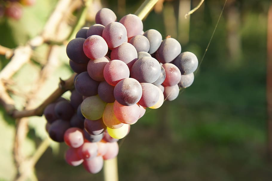 grapes, plants, fruit, blue, vine, food, healthy eating, food and drink HD wallpaper