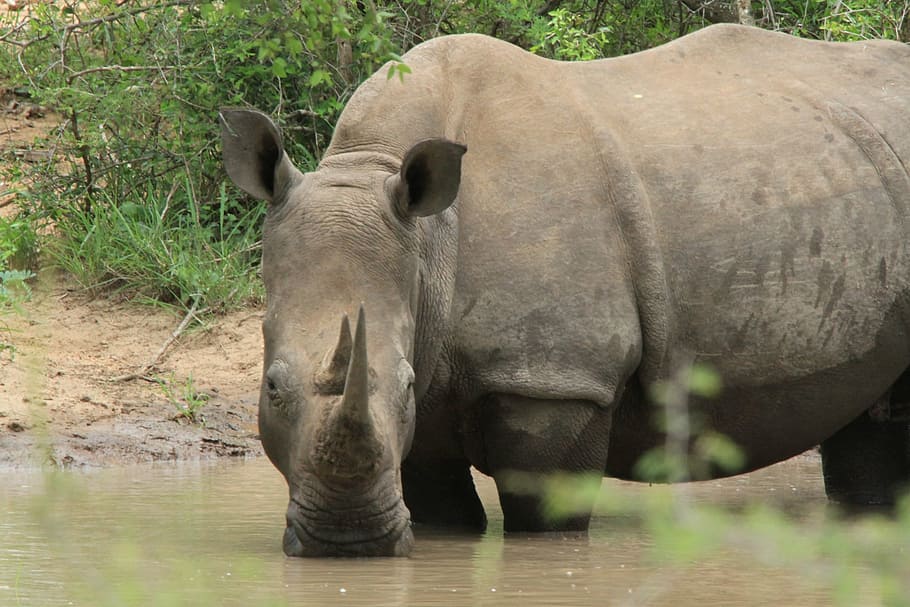 rhino, surveying, horn, looking, animals, pond, africa, savanah, HD wallpaper