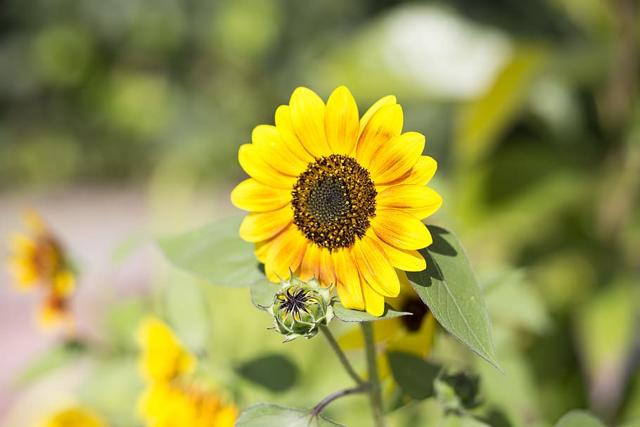 sunflower, bloom, y, yellow, blossom, nature, summer, plant HD wallpaper
