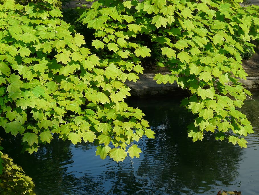 maple, maple leaves, leaf, tree, green, light, norway maple HD wallpaper