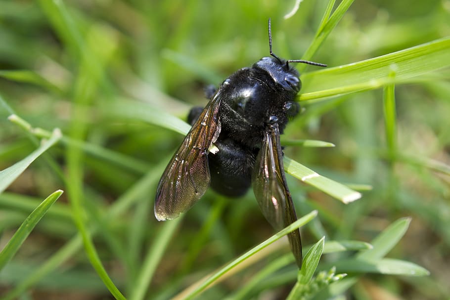 Insect, Macro, Bee, Nature, Wing, Bug, grass, one animal, animal themes HD wallpaper